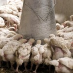 Orphans Foundation Fund chickens