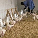 Orphans Foundation Fund chickens