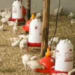 Orphans Foundation Fund chickens
